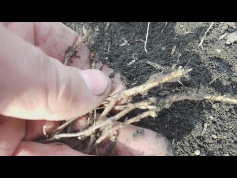 Видео: 10.04.25. Гліфосат не вбив коріння.😢Чому так відбулося? 🤔 Калійна сіль 2л мало?😲 Чи інші фактори?