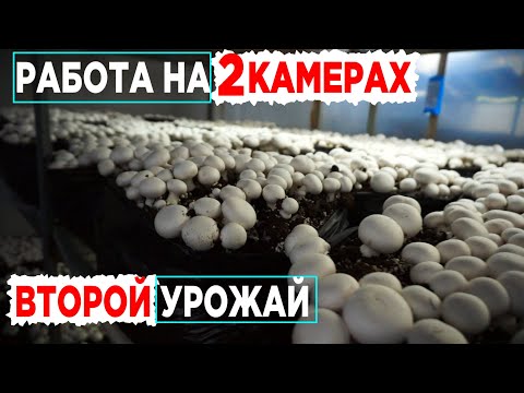 Видео: Выращивание шампиньонов | Как это работает | Урожай грибов | Компост 3 фазы