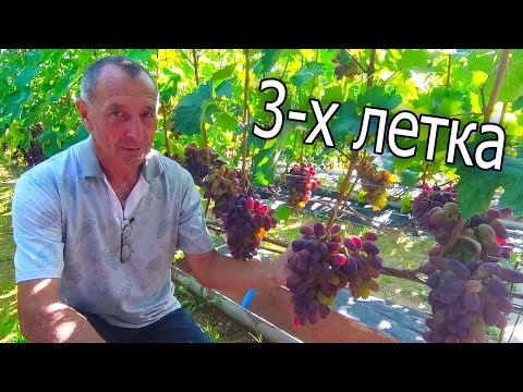 Видео: 🔴🔴1-Я ЧАСТЬ. Шикарный Виноградник за 3 Года. Виноград Беларуси. Виноградник семьи Карась