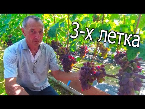 Видео: 🔴🔴Шикарный Виноградник за 3 Года. Виноград Беларуси. Виноградник семьи Карась