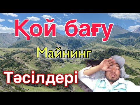 Видео: Қой бағудың қыр-сыры. ЖАЙЛАУДА РАХАТ.