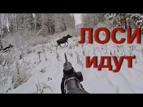 Видео: Охота на лося. Лоси вышли на охотников, под выстрелы...