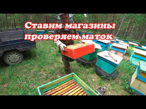 Видео: КОГДА СТАВИМ МАГАЗИННЫЕ НАДСТАВКИ ПОД МЁД, РЕЗУЛЬТАТ ПРИЁМА МАТОК