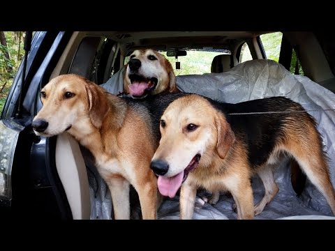 Видео: Гончие Ханько В.Г.