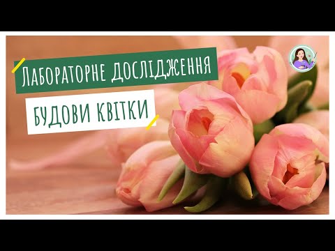 Видео: Лабораторне дослідження будови квітки