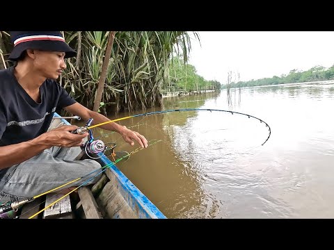 Видео: Мне очень повезло, мне удалось поймать много гигантских желтоклешневых креветок в естественной реке.