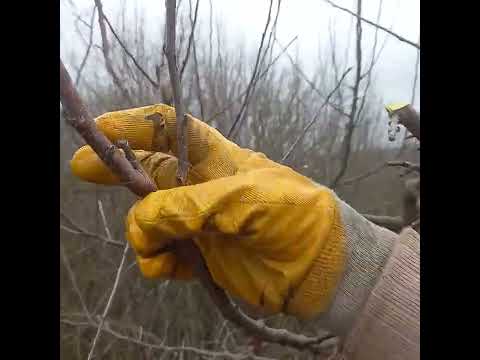 Видео: Весенняя обрезка яблони "Зимний богатырь".Поэтапное видео."#обрезкадеревьев #tagetes