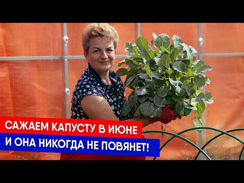Видео: Сажаем капусту в июне, и она никогда не повянет!