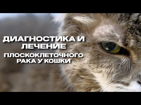 Видео: Диагностика и лечение плоскоклеточного рака у кошки