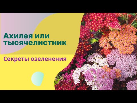 Видео: Ахилеи (тысячелистник). Топ сортов ахилей и растения-партнёры