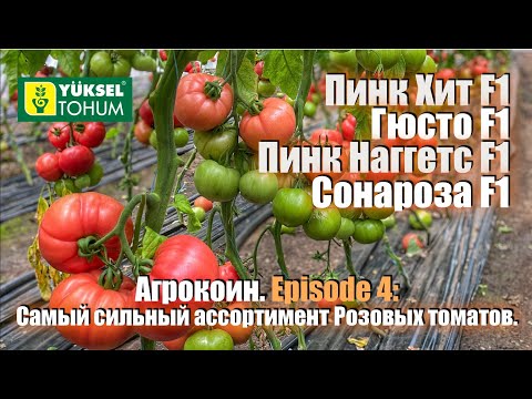 Видео: Агрокоин. Самый сильный ассортимент розовых томатов. Episode 4