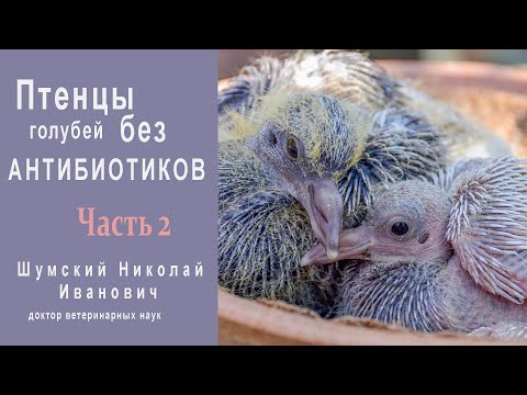 Видео: Птенцы голубей без антибиотиков: Часть 2 - Неспецифическая профилактика