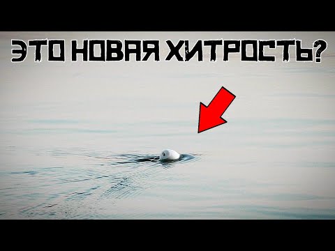 Видео: Все УДИВИЛИСЬ когда Я НАЧАЛ ЛОВИТЬ на ЭТО! Секретная снасть ЛОВИТ щуку в 2024 году!