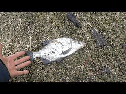 Видео: Рыбалка на Луге. Сменил 5-6 мест.