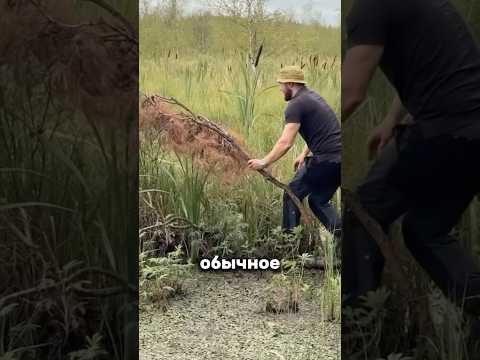 Видео: 💦Фильтр для воды из рогоза - Проверил лайфхак! #фрост #shorts #frost #выживание #лайфхак #лайфхаки