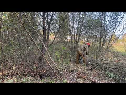 Видео: Расчистка участка от кустов и деревьев в Жуково