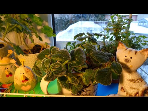 Видео: комнатные растения в ноябре