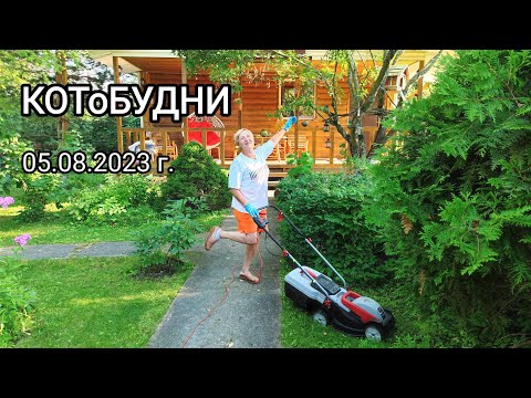 Видео: КОТоБудни, 5 августа 2023 г.: Жаркий день лета и много всяких вкусностей и интересностей...