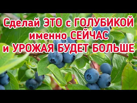 Видео: Голубика - летняя обрезка самая правильная, она помогает увеличить урожай.