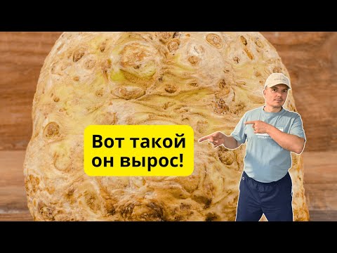 Видео: Такого урожая сельдерея корневого мы и сами не ожидали! Копаем сельдерей!