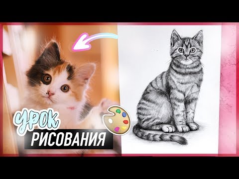 Видео: КАК НАУЧИТЬСЯ РИСОВАТЬ КОТА? | Урок Рисования