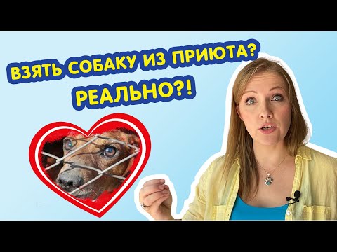 Видео: Собака из приюта || Брать или нет? Плюсы и минусы