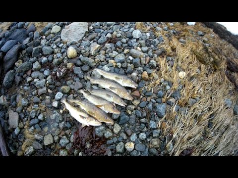Видео: Удачная рыбалка с лодки на спиннинг.Норвегия.