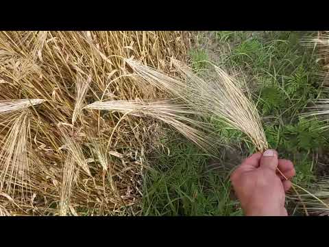 Видео: Обзор ячменя 9 й вал перед уборкой 2021