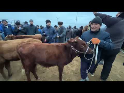 Видео: БОКИЛАДИГАН ЁШ НОВВОСЛАР 13-НОЯБР БОҒОТ МОЛ БОЗОРИ ЭРТАРАЛАБГИ САВДОЛАР !!! XORAZM SAVDO