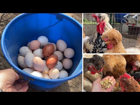 Видео: ТАКИХ ЯИЦ МНЕ НЕ НАДО Кормлю Кур Только Так