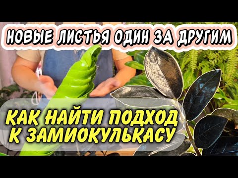 Видео: Новый лист один за другим: 5 правил, с которыми замиокулькас будет расти быстро