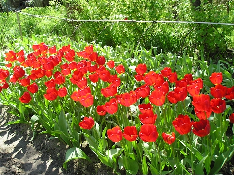 Видео: Как правильно посадить тюльпаны. Сайт sadovymir.ru