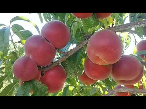 Видео: Персик Фіделія. Peach Fidelia. Смачнющий і дуже гарний сорт