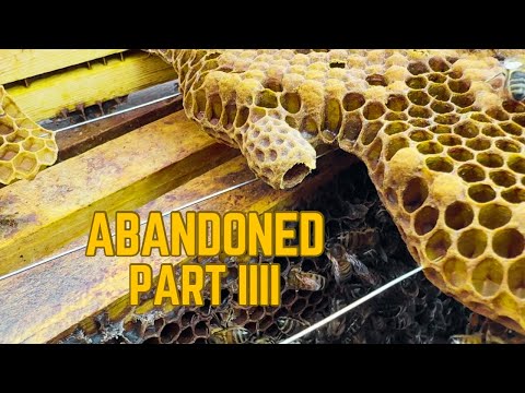 Видео: Обречены ли заброшенные ульи? | Поздняя проверка — это плохо!
