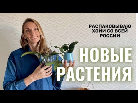 Видео: Пополняю коллекцию растений. Какие хойи выбрала и ищу