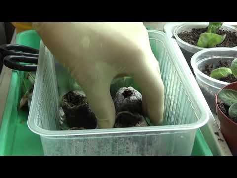 Видео: Размножение азалии черенками.