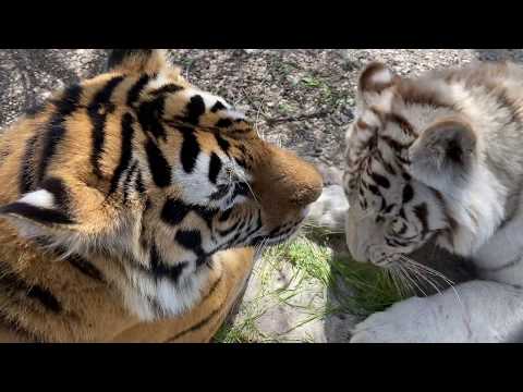 Видео: Тигр Раджа одел на лапу любимой ТРАВЯНОЕ КОЛЬЦО )))