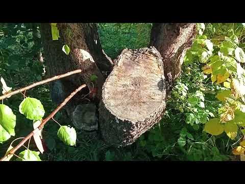 Видео: 22 октября 2025 г.гуляю по саду,проверяю прививки.