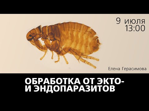 Видео: Обработка от экто- и эндопаразитов