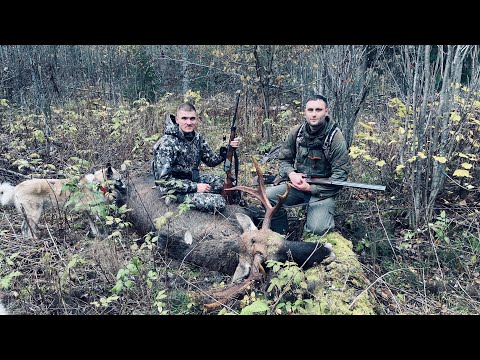 Видео: Охота с лайками в северо-западной тайге (Таежные каникулы часть 2)