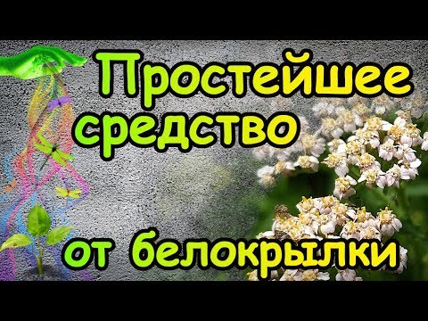 Видео: Неприлично простое средство от БЕЛОКРЫЛКИ