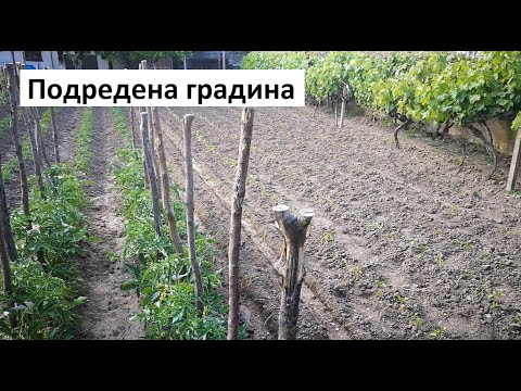 Видео: Подредена зеленчукова градина