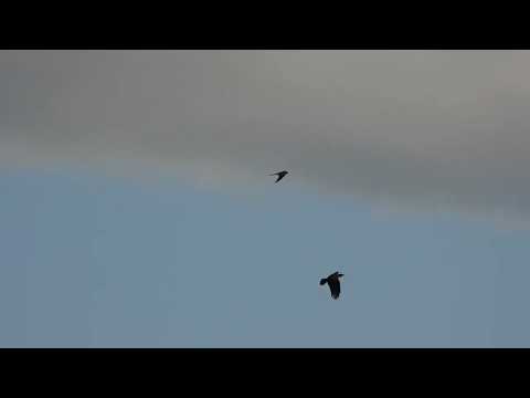 Видео: Пустельга против вороны 13.08.25
