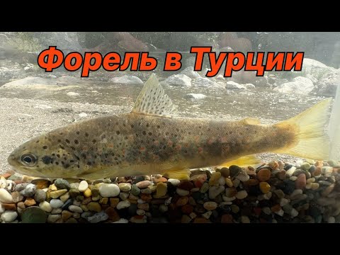 Видео: ФОРЕЛЕВАЯ РЫБАЛКА В ТУРЦИИ. Активность рыбы поражает (4K)