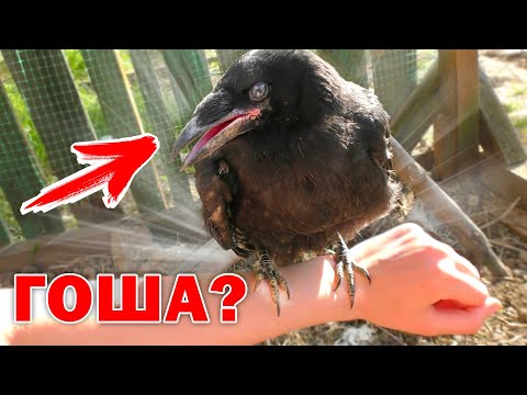 Видео: Гоша прилетел? Как приручить ворону? Мои ручные вороны Гоша и Маня. Новый питомец Гоша. - ASANYA