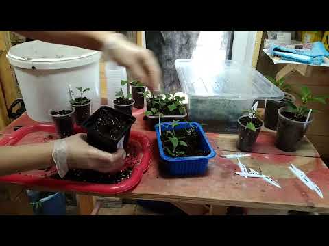 Видео: Результаты укоренения метельчатых гортензий. Влияние погоды.