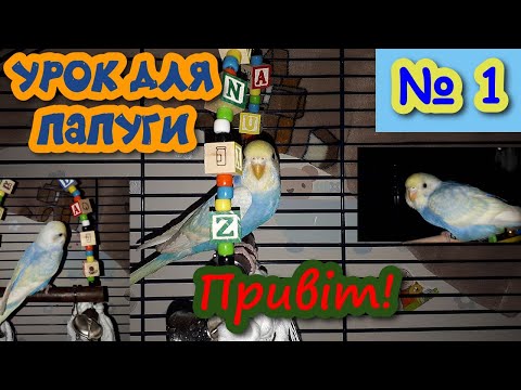 Видео: Вчимо папугу говорити🎤🦜"Привіт!" || Урок для папуги № 1