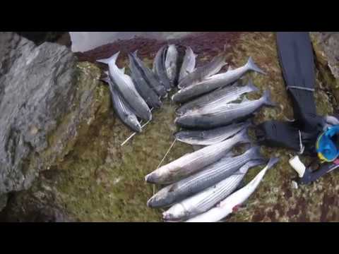 Видео: 7-15мкр. 31.10.2018г. Подводная охота. Каспийское море Актау.