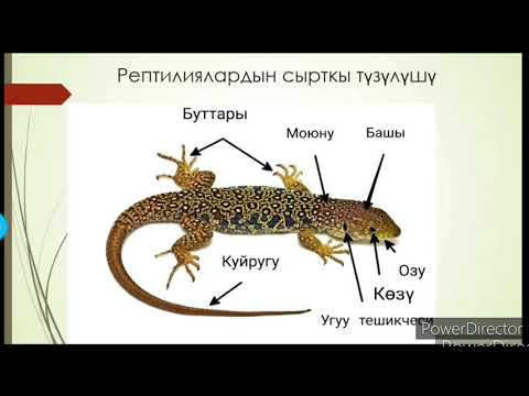 Видео: БИОЛОГИЯ. Сойлоп журуучулор классы (РЕПТИЛИЯЛАР)
