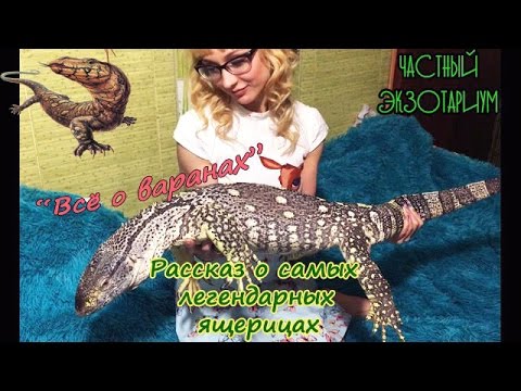 Видео: Всё о варанах!